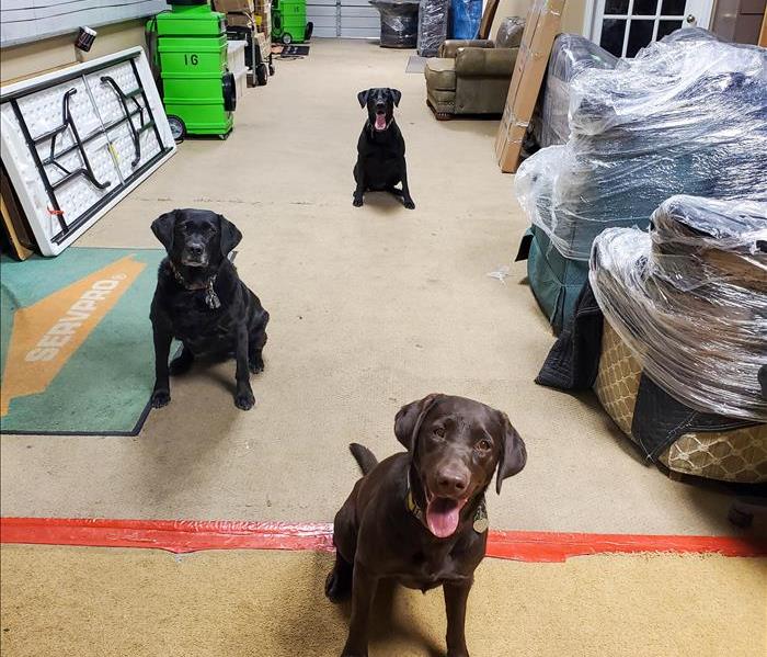 Three labs at SERVPRO of Denver Southwest ready for your call