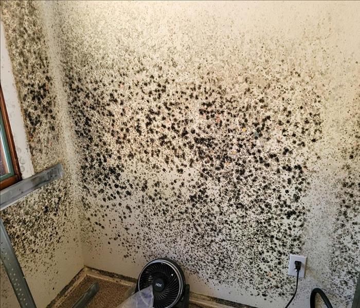 White wall in Denver covered in mold spores